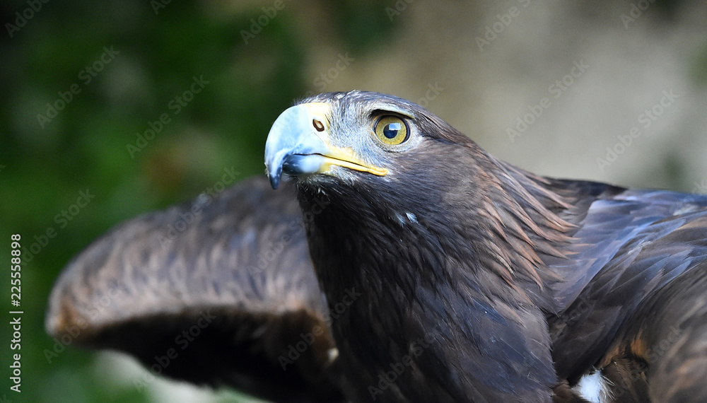 Fototapeta premium cabeza de aguila real