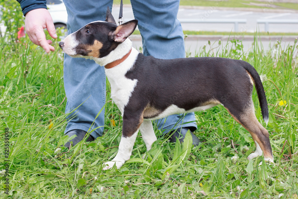 Cute miniature bull terrier is standing on a green meadow with his owner. Pet animals.