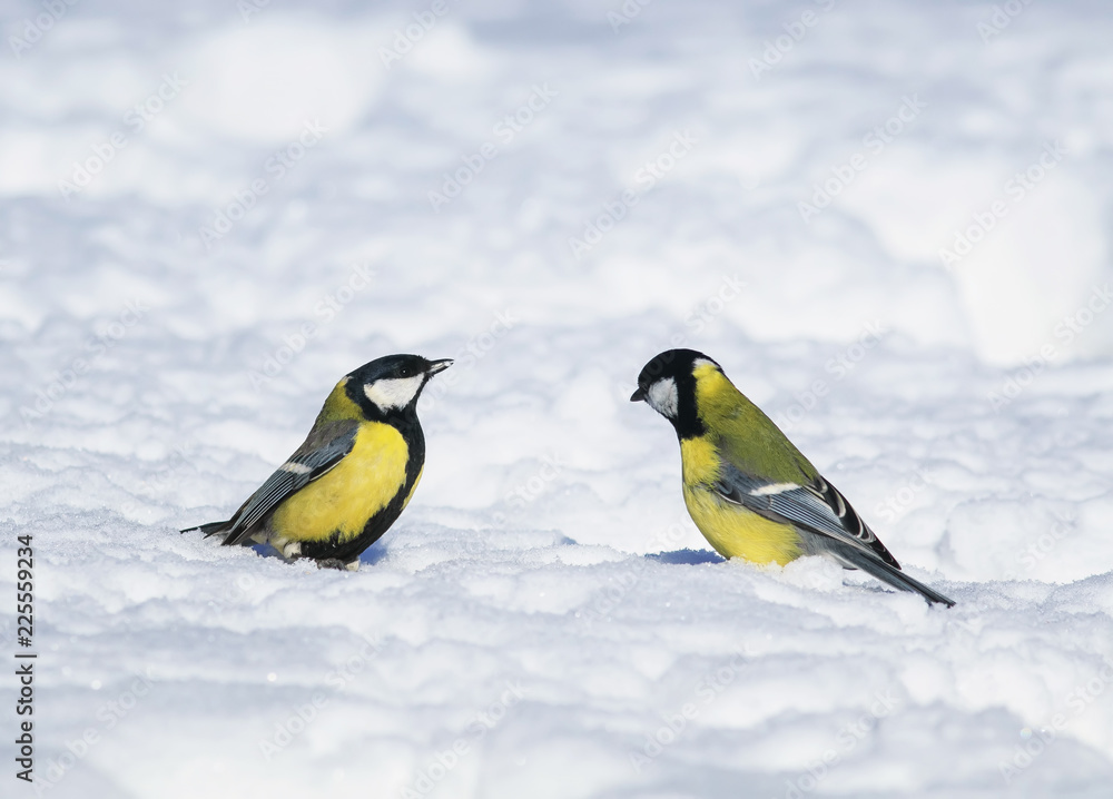 Fototapeta premium a pair of small beautiful birds bright Tits flew to the new year's winter garden and are looking for food in the white snow on a clear Sunny day