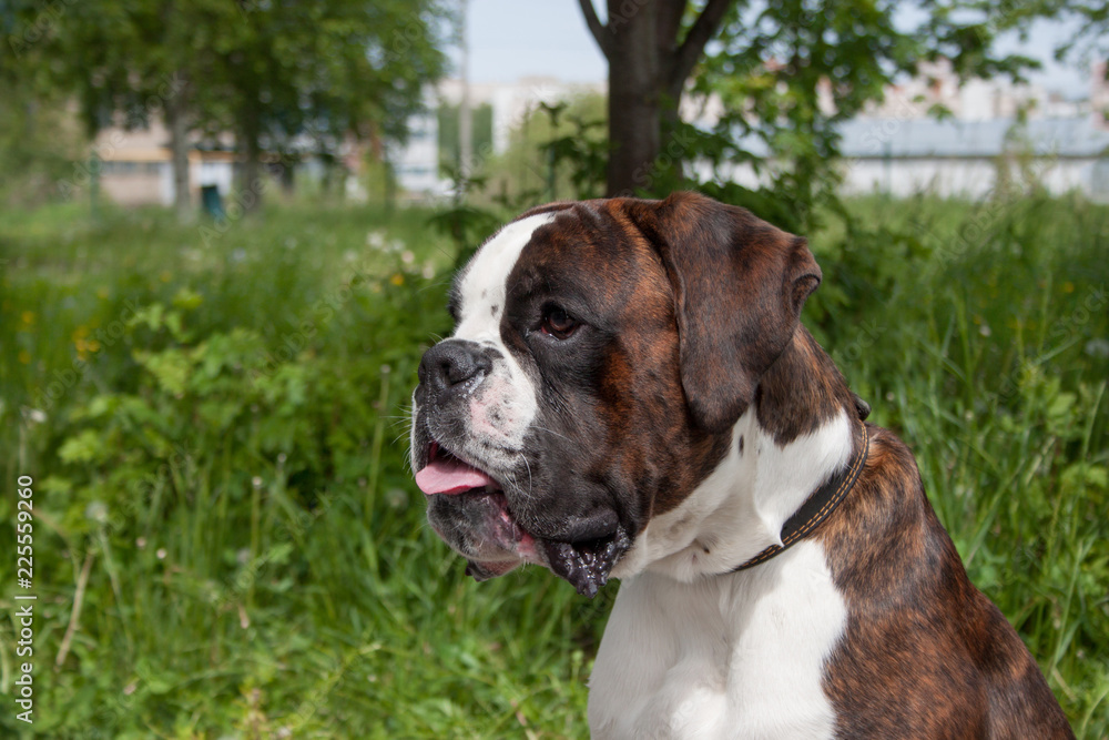 Brindle boxer puppy is sitting in the green grass. Pet animals.