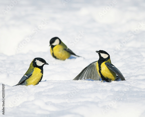 little beautiful birds of bright Tits flew to the new year's winter garden and argue, looking for food in the white snow on a clear  day © nataba