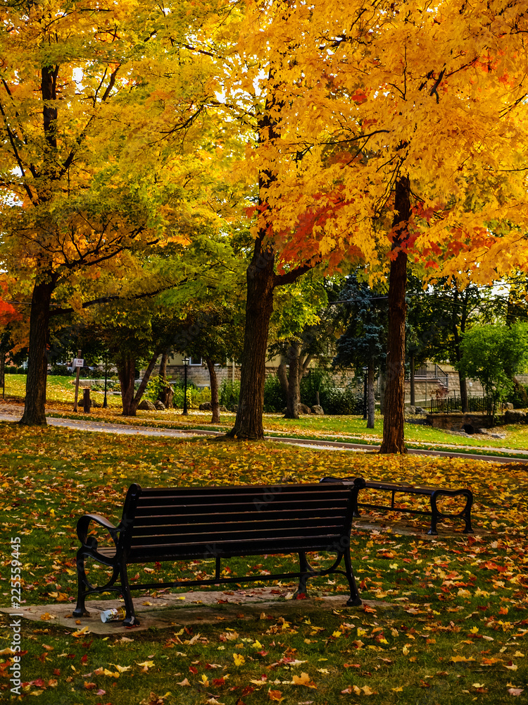 Bench to relax and watch the leaves fall