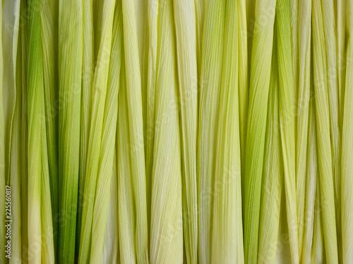 Close up of green corn cob leaves are laid vertically  abstract background texture for backdrop