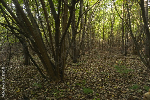 hazelnut bush trees in forest photo