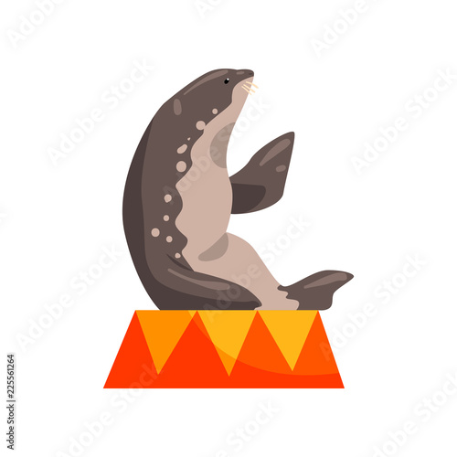 Fur seal sitting on a pedestal, sea animal performing in public in dolphinarium orcirus vector Illustration on a white background