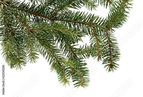 Fir tree branch isolated on white background. Pine. Christmas fir.