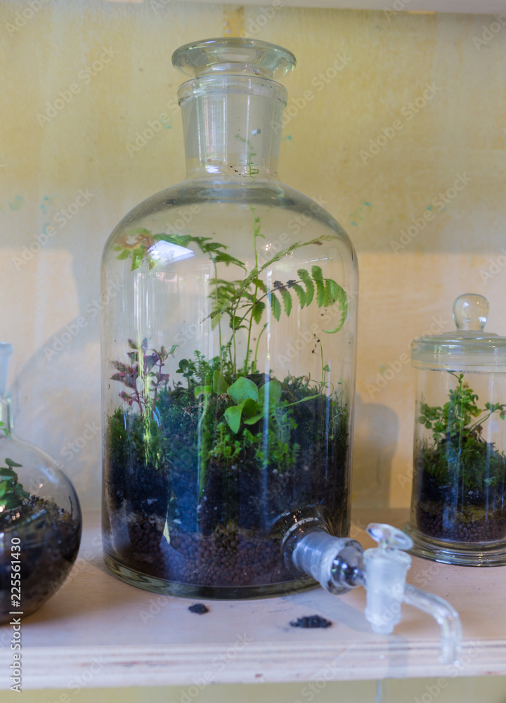 Plants grow in closed glass jars, a problem of ecology. Plants grow in closed glass jars, a problem of ecology.