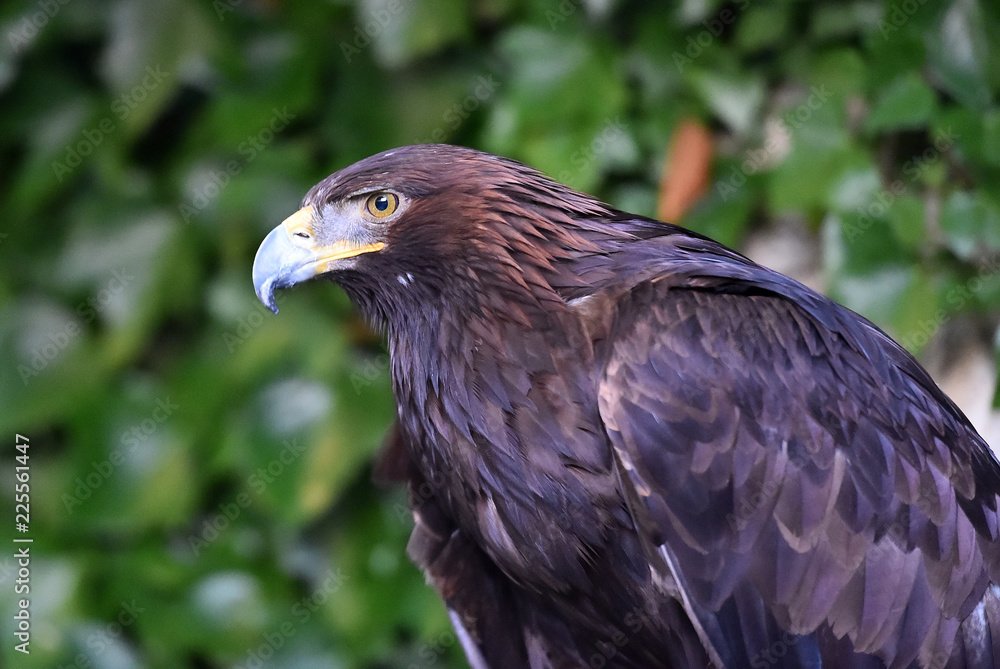 Fototapeta premium aguila real