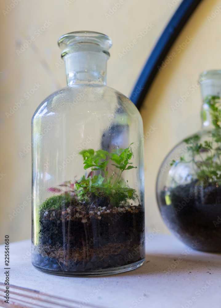 Plants grow in closed glass jars, a problem of ecology. Plants grow in closed glass jars, a problem of ecology.