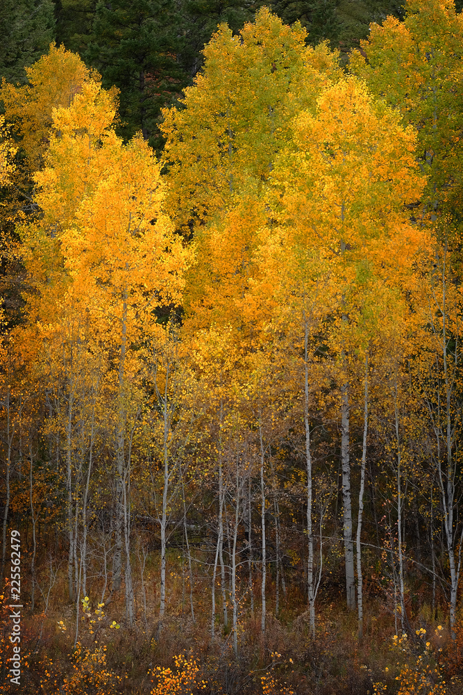 Fototapeta premium Autumn Aspen Trees Fall Colors Golden Leaves and White Trunk