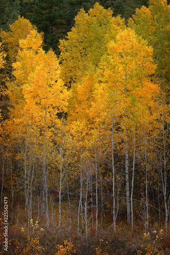 Autumn Aspen Trees Fall Colors Golden Leaves and White Trunk