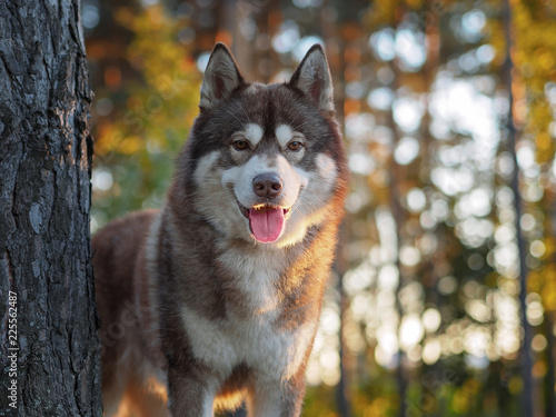 husky summer portrait
