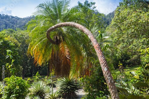 sunlight through the leaves of palm trees