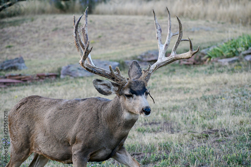 Mule Deer, wildlife, antler, game, nature, mammal,