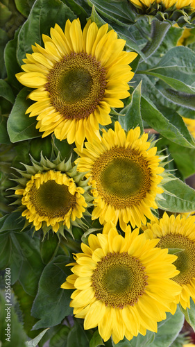 Fototapeta Naklejka Na Ścianę i Meble -  Sonnenblumen, Garten, Gartenarbeit
