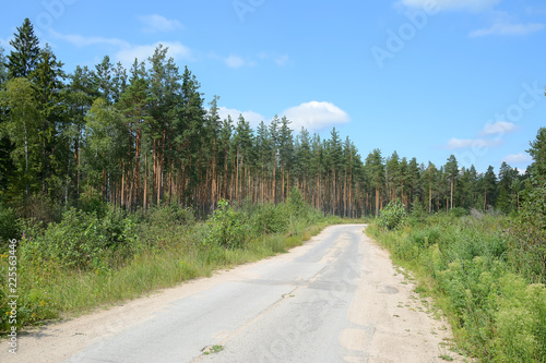 Road through pine forest