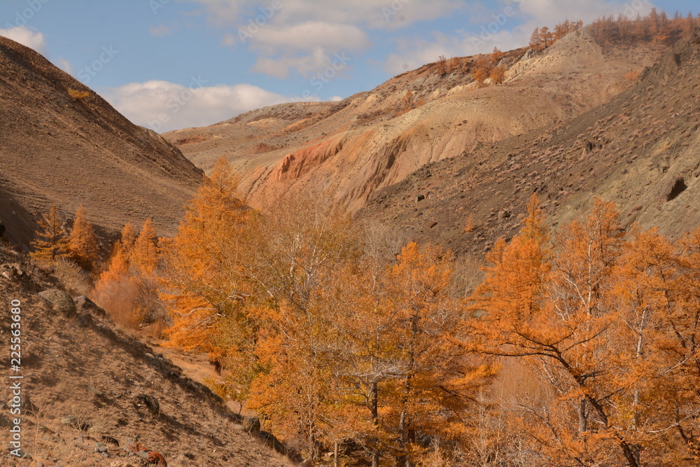 mountains landscape nature landscape view sky air oxygen autumn season grass trees blue yellow sand stone gray brown ridge water river rocks rock blue Altai,Russia open space