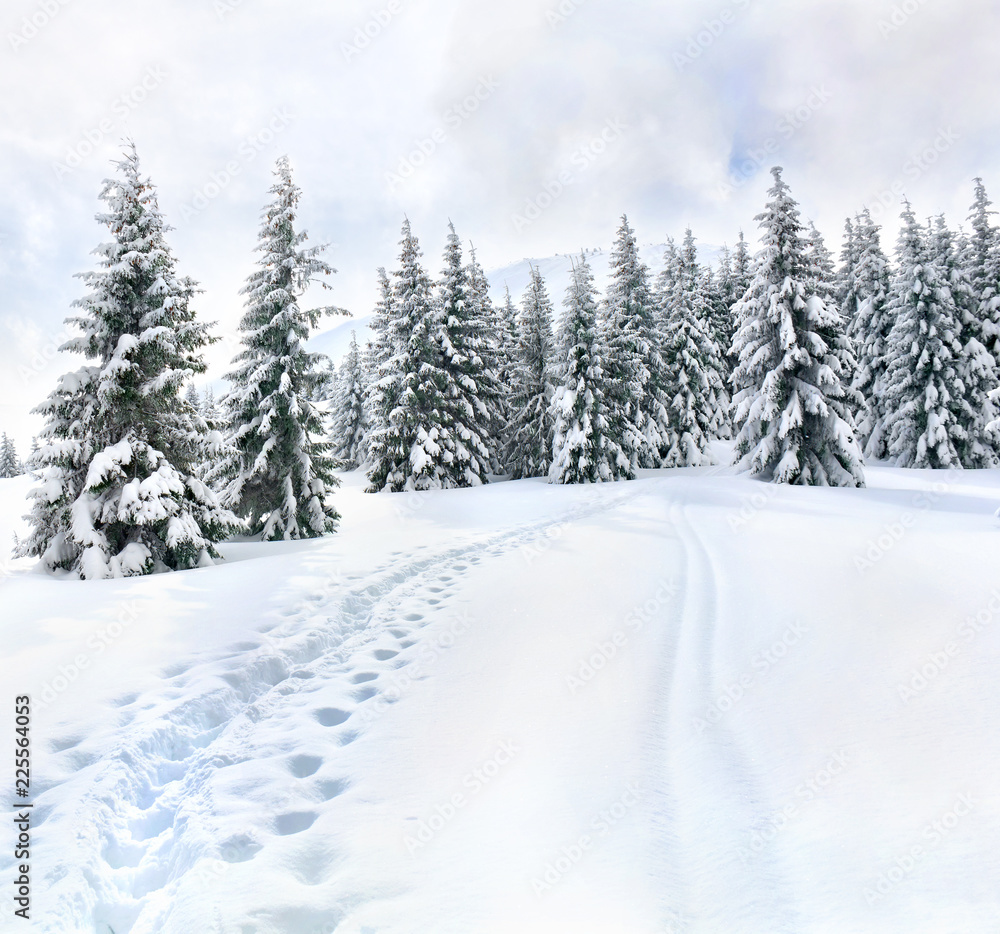 Winter landscape of mountains with path with footprints in snow following in fir forest and glade. Carpathian mountains