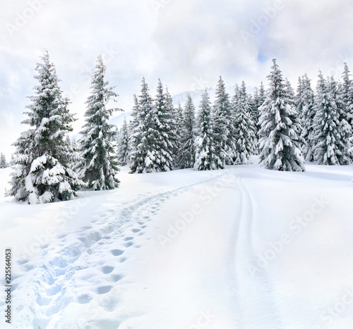 Winter landscape of mountains with path with footprints in snow following in fir forest and glade. Carpathian mountains