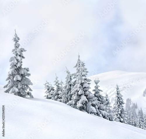 Winter landscape of mountains with of fir forest and glade in snow. Carpathian mountains © Anastasiia Malinich