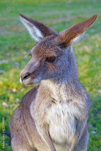 A kangaroo on the grass in a park in Australia