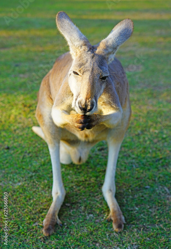 A kangaroo on the grass in a park in Australia © eqroy