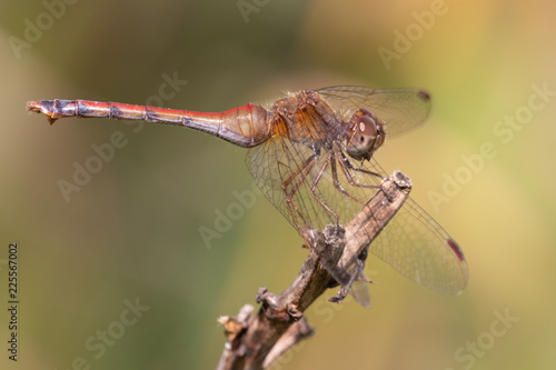 Autumn Meadowhawk (Sympetrum vicinum) - Female photo