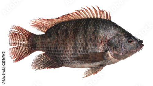 Fresh Tilapia fish isolated on white background