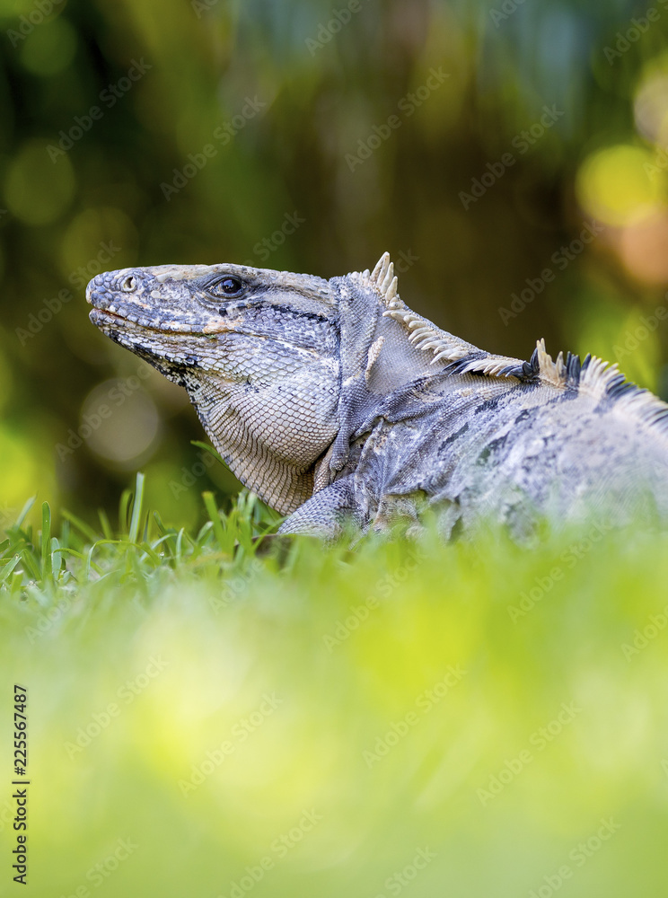 Obraz premium Scaley iguana basking on the grass in the sun and shadows on the Yacatan in the Riviera in Mexico looking for food