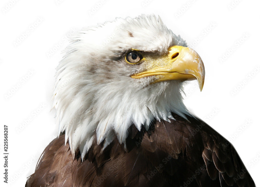 Obraz premium Large majestic bird eagle on white background