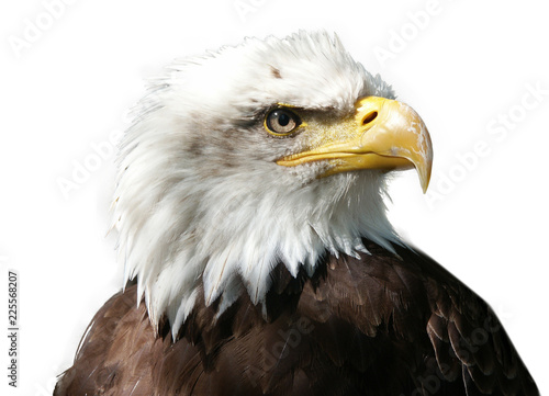 Large majestic bird eagle on white background