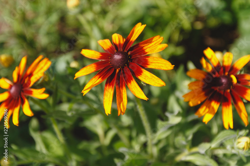 black-eyed Susan flower in the summer garden on a green background