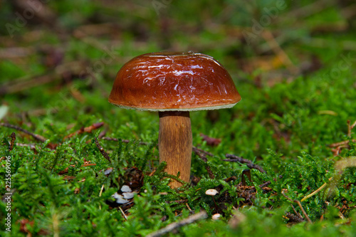 Young Bay bolete with spherical, brown, wet and sticky cap in moss