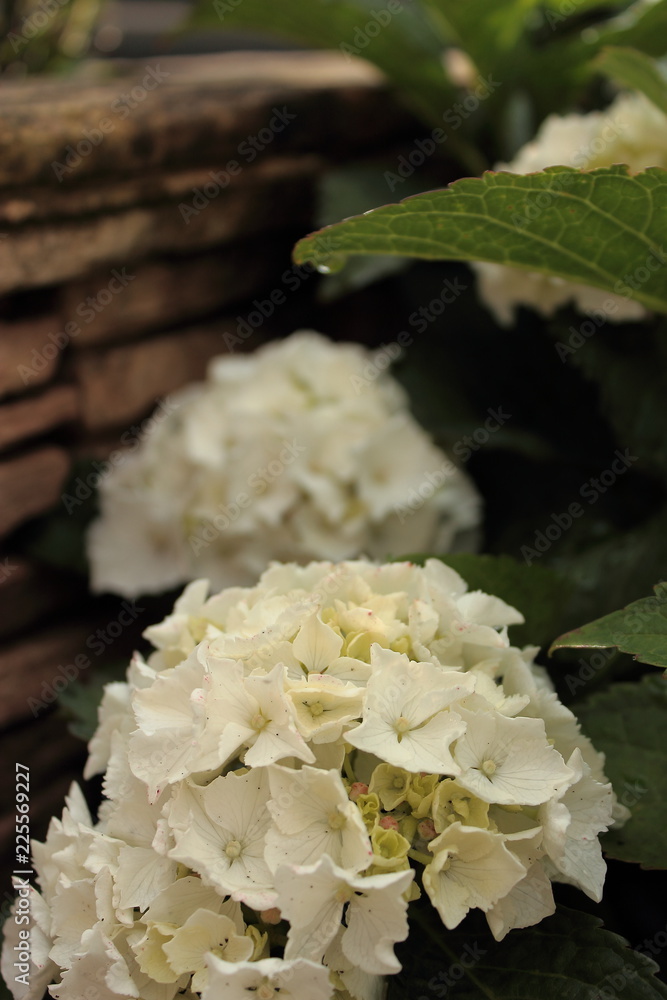 Hortensia blanc Hortensia blanc