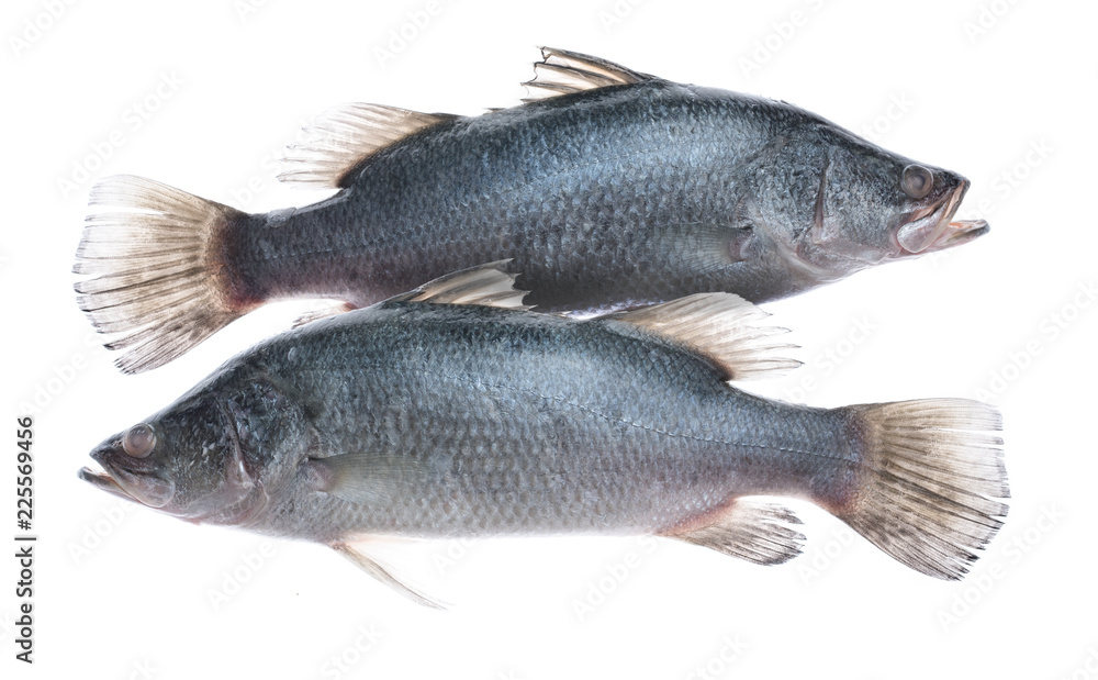 Fototapeta premium Fresh snapper fish isolated on white background,Ready for cooking.