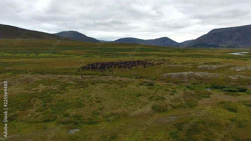 Flying Camera over Herd of Reindeer in Tundra. A video camera on the throne flies over the tundra and a large herd of reindeer. Deer graze in the Arctic tundra among the mountains Flying Camera over Herd of Reindeer in Tundra. A video camera on the throne flies over the tundra and a large herd of reindeer. Deer graze in the Arctic tundra among the mountains