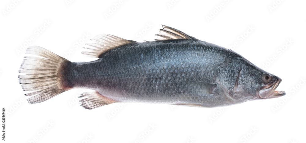 Fresh snapper fish isolated on white background,Ready for cooking. Fresh snapper fish isolated on white background,Ready for cooking.
