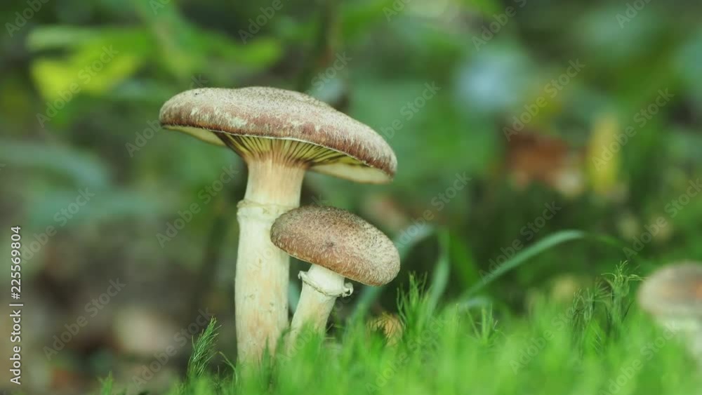 Brown Fungi in Woodland