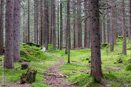 Sentiero nel sottobosco