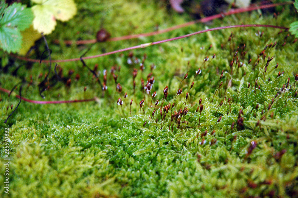 moos in nahaufnahme moos in nahaufnahme