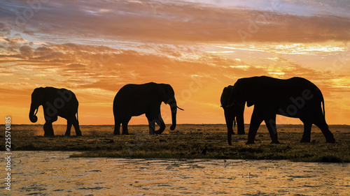 Elephants at sunset at the banks of Chobe river  Botswana