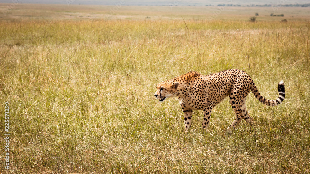 chettah hunting in the grass of africa chettah hunting in the grass of africa