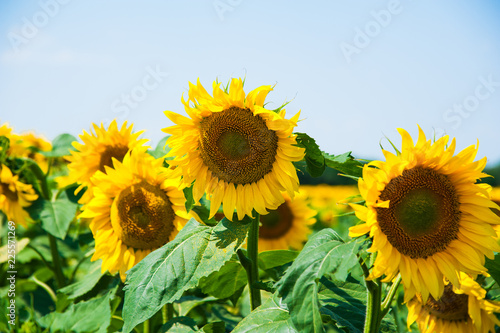 Sunflower field. Summer landscape