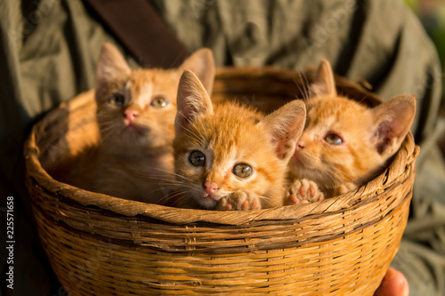 Cute kittens sitting in a basket © coob.kz