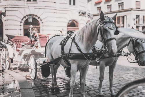 Canvas Print Hackney coach, cab drawn by two horses in Vienna