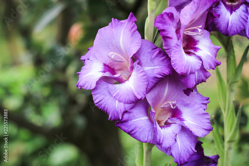 purple gladiolus with three cups growing on a green background in the garden, beautiful purple gladiolus, a beautiful flower of purple gladiolus, the inflorescence of purple gladiolus blooms in summer photo