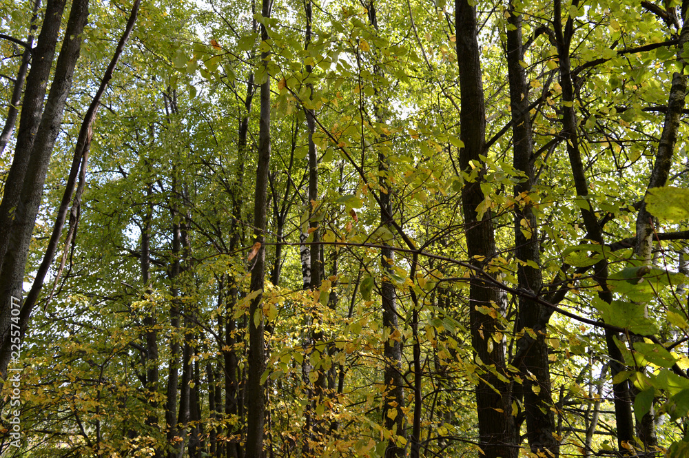 Obraz premium trees in the forest 1