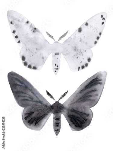 Peppered moth melanic and light form on white. photo