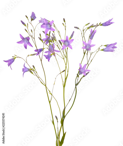 Campanula flowers isolated