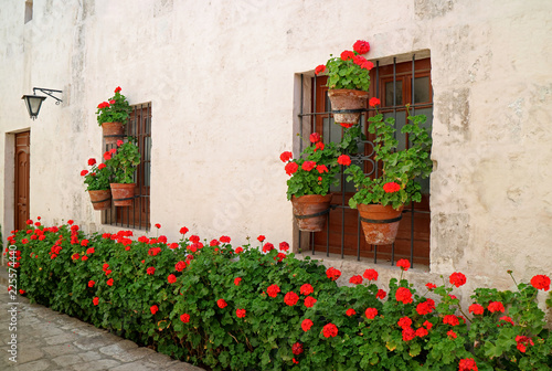 Fototapeta Naklejka Na Ścianę i Meble -  The narrow alley full of red flowering shrubs and planters hanging on the old building's windows, Monastery of Santa Catalina, Arequipa, Peru 